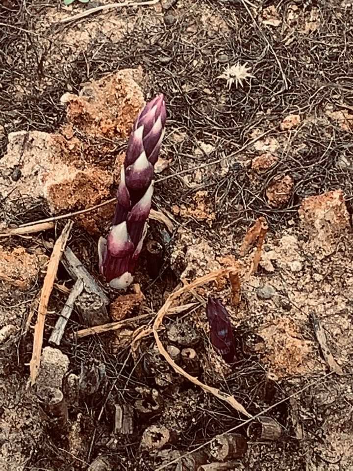 Close up of Purple Passion asparagus growing in my asparagus patch.