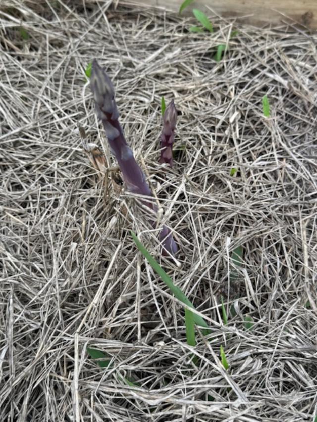 The first purple asparagus stalks were up this morning so I picked them all, including a few green ones.