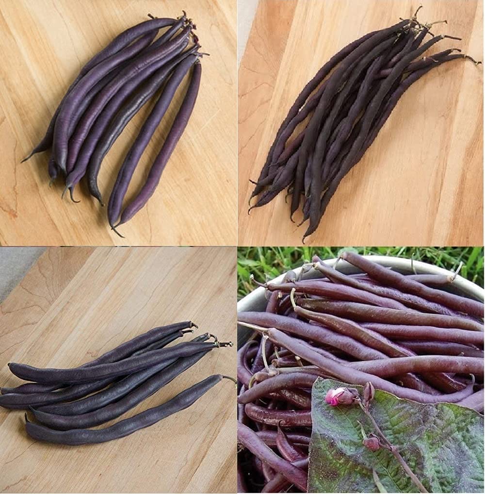 Here are some of the purple heirloom beans that we carry.
