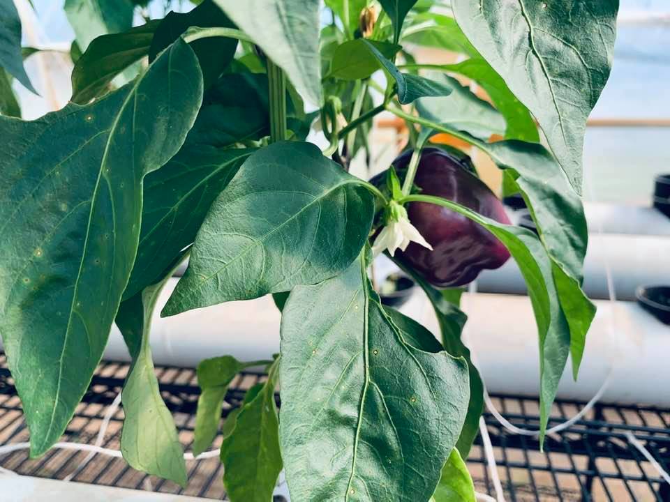 Look at our first purple bell pepper of fall.