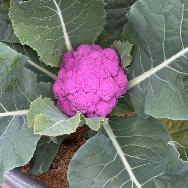 Isn't this purple cauliflower stunning?