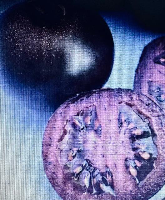 This is a photo of the purple GMO tomato. As you can see, the entire tomato is purple, flesh and all.