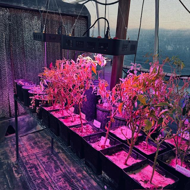 These plants have a new purple grow light on them. Grow lights are a necessity when starting new plants indoors.