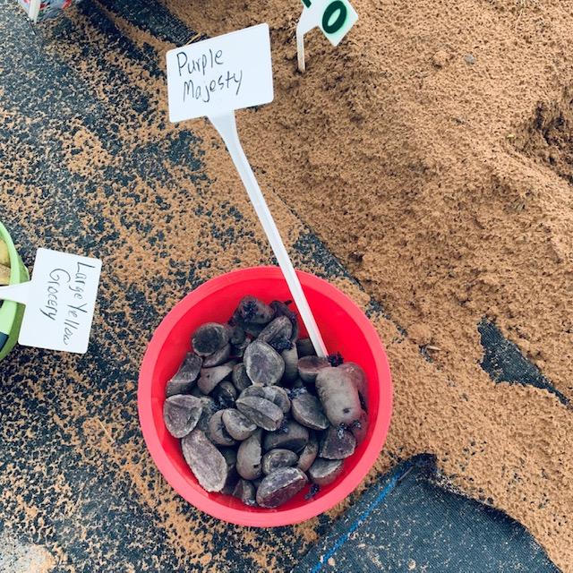 I started with the purple potatoes, planting them 10 inches apart.