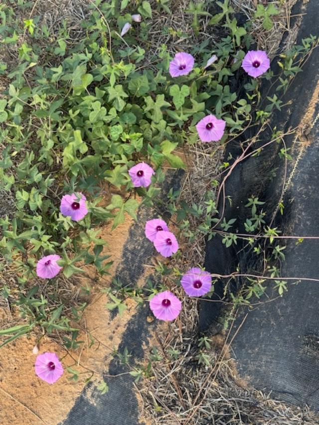 Purple morning glories are growing wild in the back.