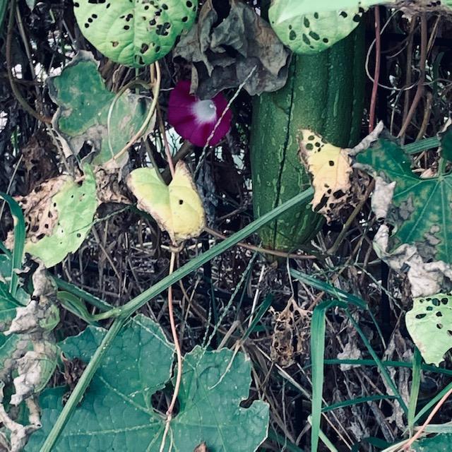 We have luffas and other gourds growing out back and they are intertwined with purple and blue morning glories.