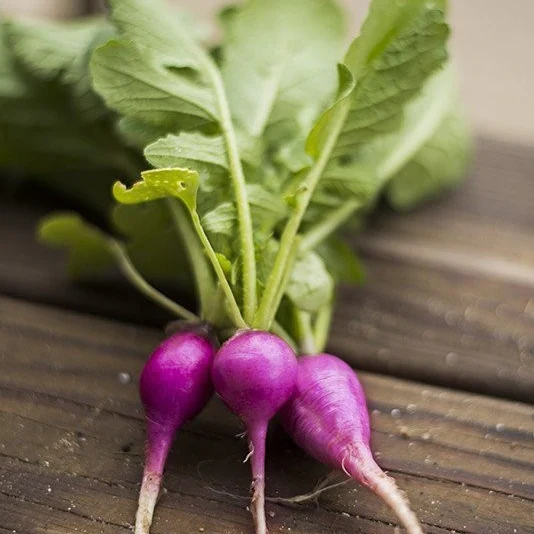 Grow radishes like the Purple Plum.