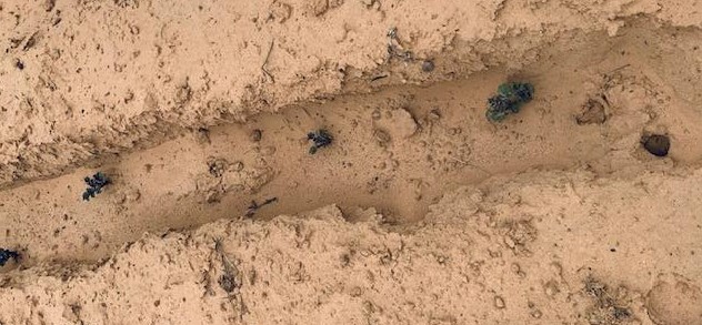 Purple Majesty potato plants have begun to grow. The other varieties, including the grocery store potatoes, have also grown. Purple Majesty potato plants have begun to grow. The other varieties, including the grocery store potatoes, have also grown.
