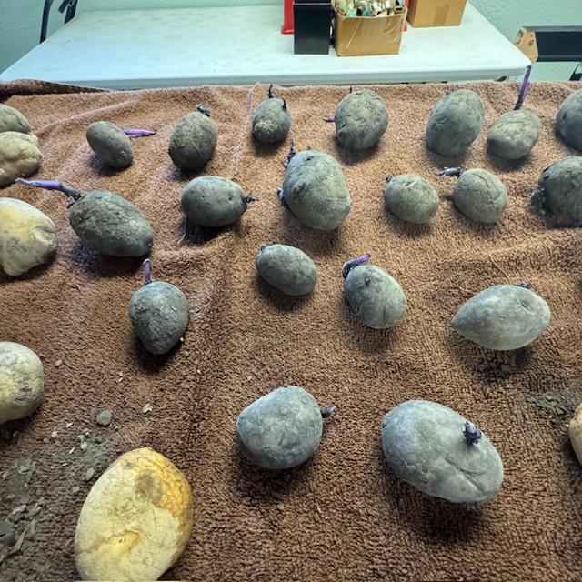 Quite a few of my purple potatoes already have chits growing.
