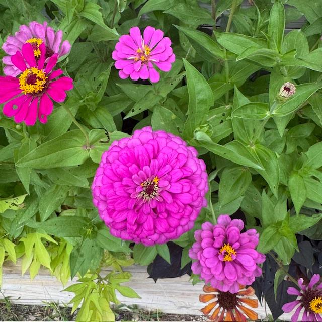 Different shades of purple zinnias