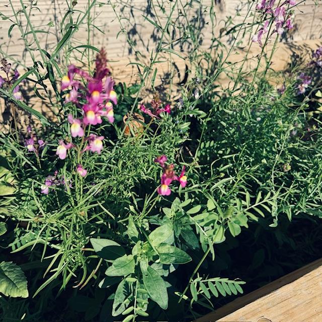 Here are some purple snapdragons growing in the Farm Store garden bed right now. This is a part of The Purple Tomato.