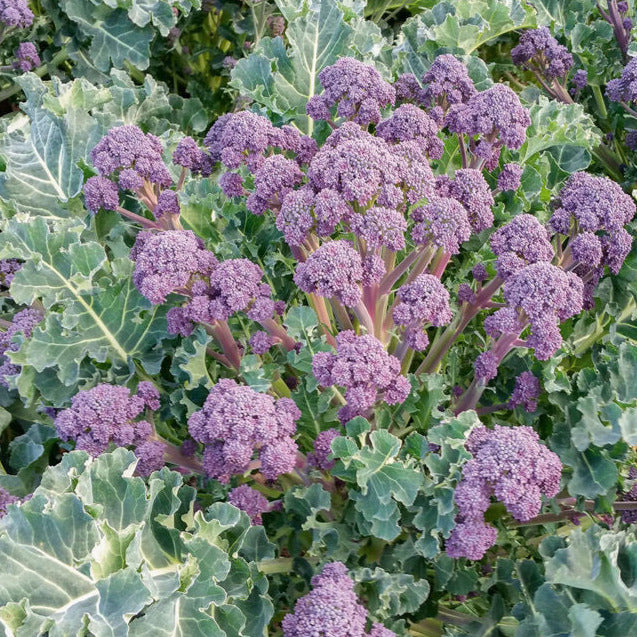 Purple Sprouting broccoli is pretty and tastes just like the green broccoli.
