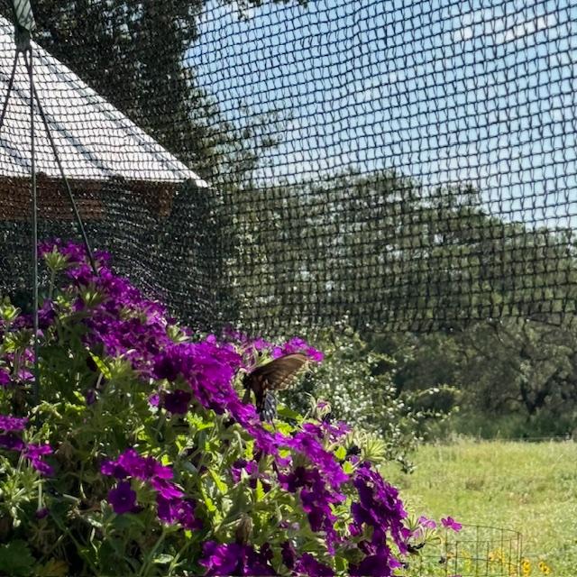 A butterfly seems to love this dark purple verbena.