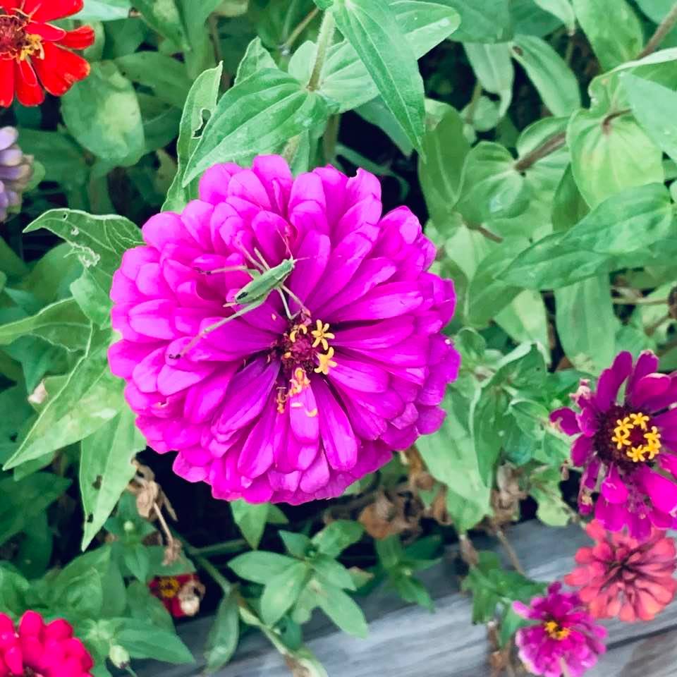 Grasshoppers love the zinnias in my store flowerbeds. Aren't my zinnias stunning? We have a ton of zinnia seeds for sale.