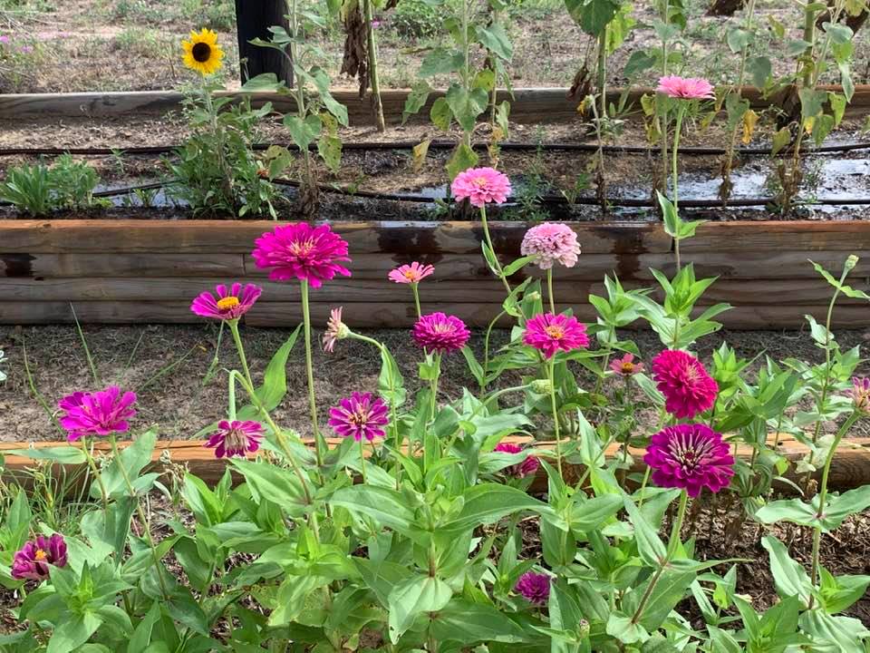 Here are some of the purple zinnias growing near our farm store. Notice the different shades.