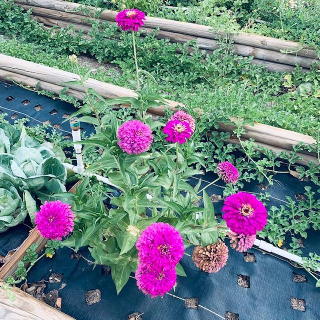 Here are some pretty purple zinnias I have growing in my veggie bed. Mix them in because the monarchs love them.