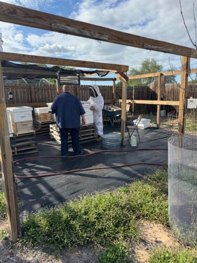 Lots of bees were sort of swarming around. David should have had his bee suit on. They landed on him but did not sting him.