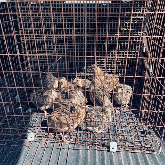 Our special visitors, quail. We have been considering getting some. I haven't seen them up close and personal before. Our special visitors, quail. We have been considering getting some. I haven't seen them up close and personal before.