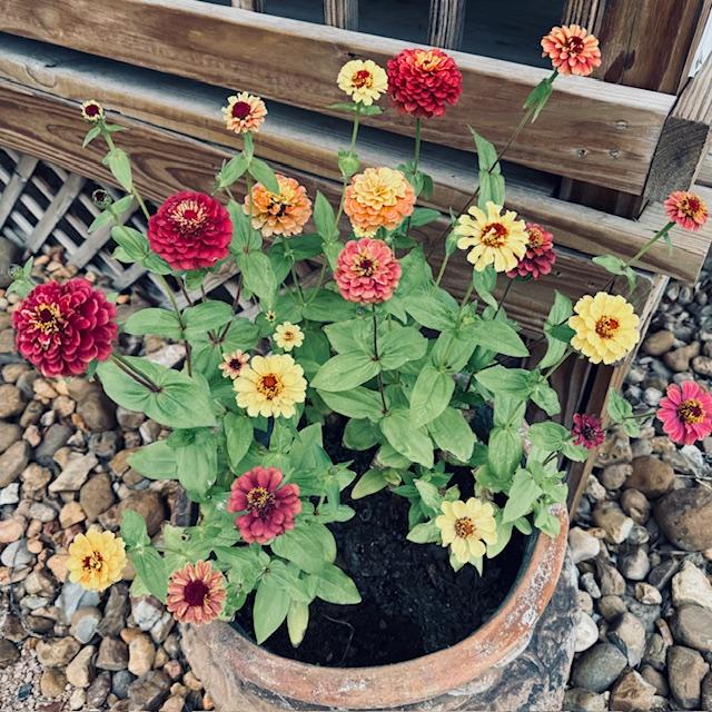 Queeny Zinnias in this pot are beautiful.