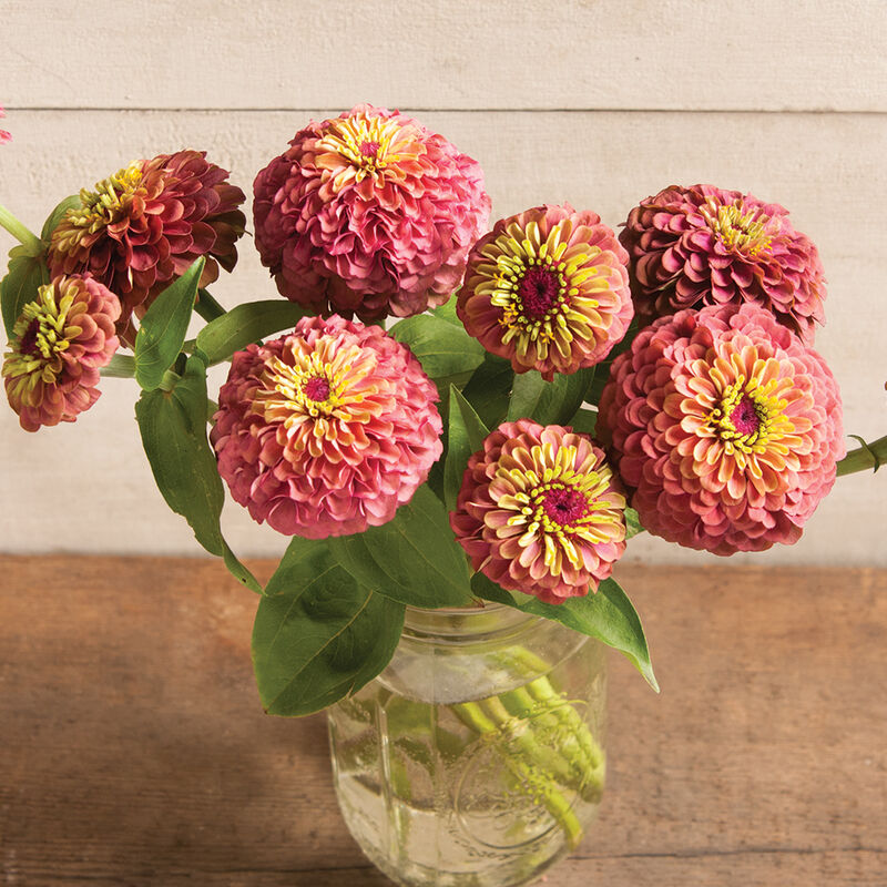 Queeny Lime Red Zinnias look beautiful. We sell the seeds if you want to plant some. We have several colors. Queeny Lime Red Zinnias look beautiful. We sell the seeds if you want to plant some. We have several colors.