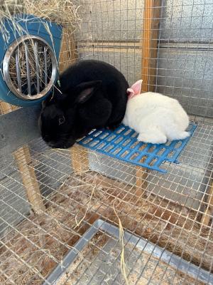 This is a black New Zealand who gave birth to a white female. Isn't that striking?