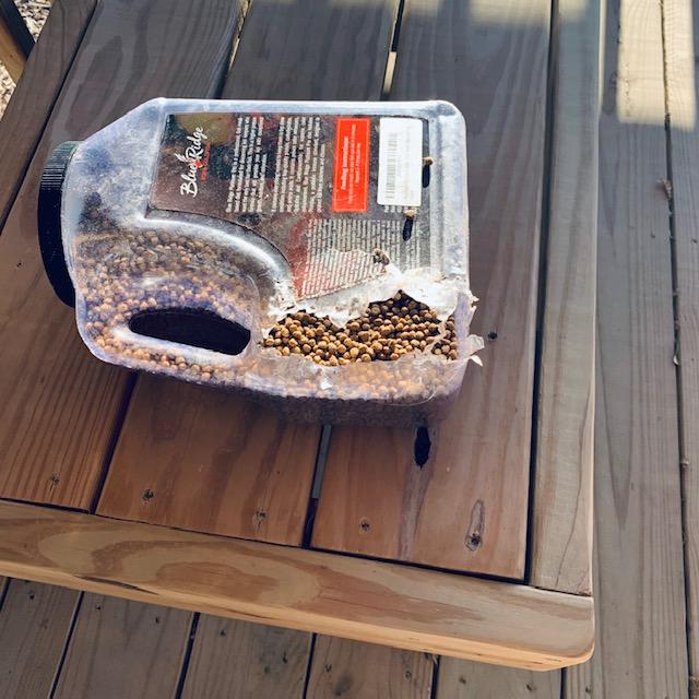 A mystery racoon has been dumping and scratching my fish food containers. Last night, she actually ate this one and half the food. I have started taking it in every night now.
