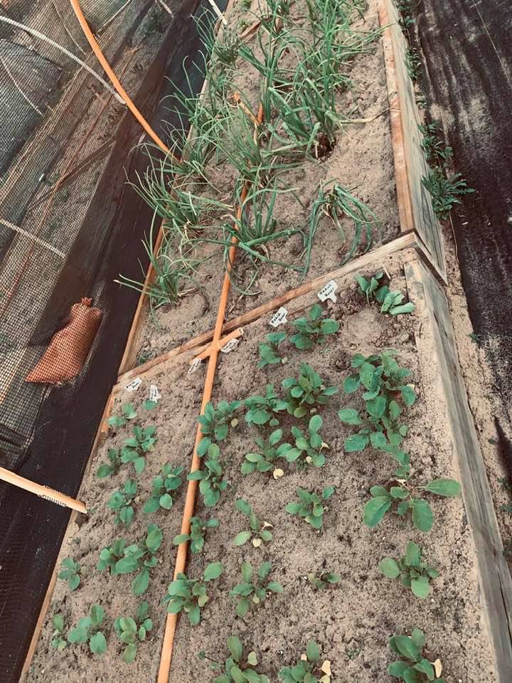 When I looked to see what we have growing in winter on the farm, I found radishes and onions.