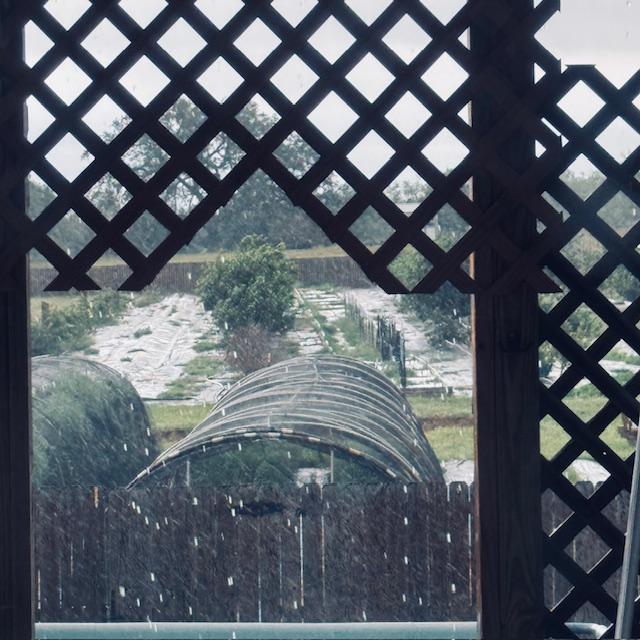 I took this photo when the rain started this morning. You can see it coming down hard.