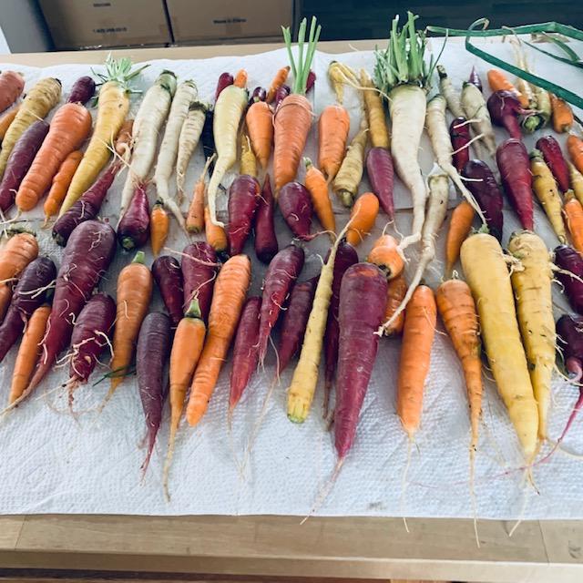 This is one of our rainbow carrot harvests.