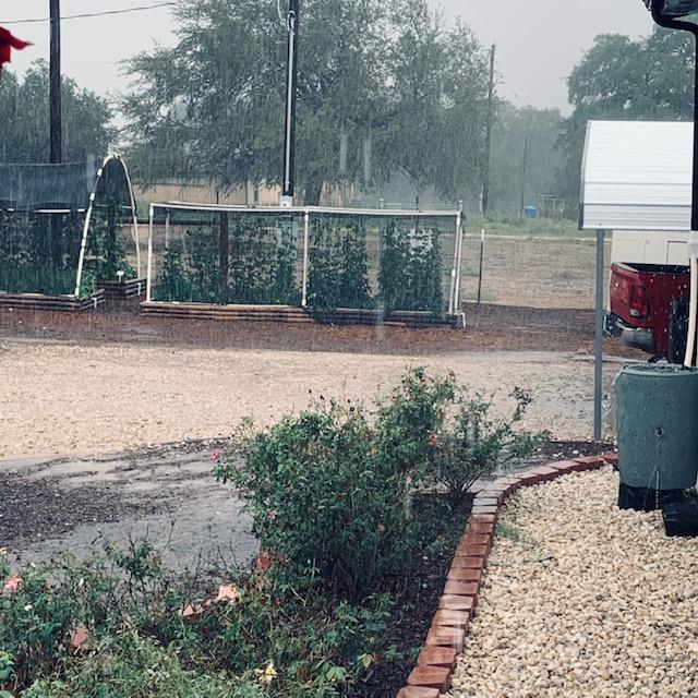 Cold, rainy day here in Rossville, TX. It will be in the 30s in a few days.