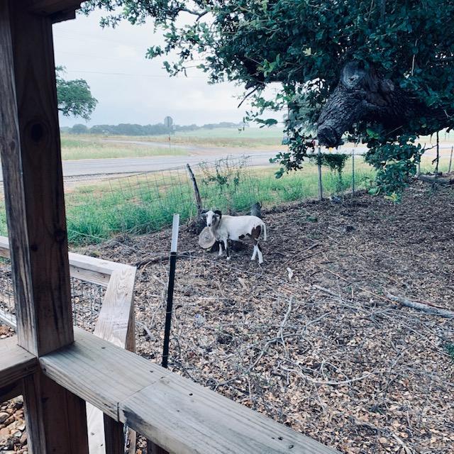 Here I am feeding the fish and the ram next door was watching me. LOL!