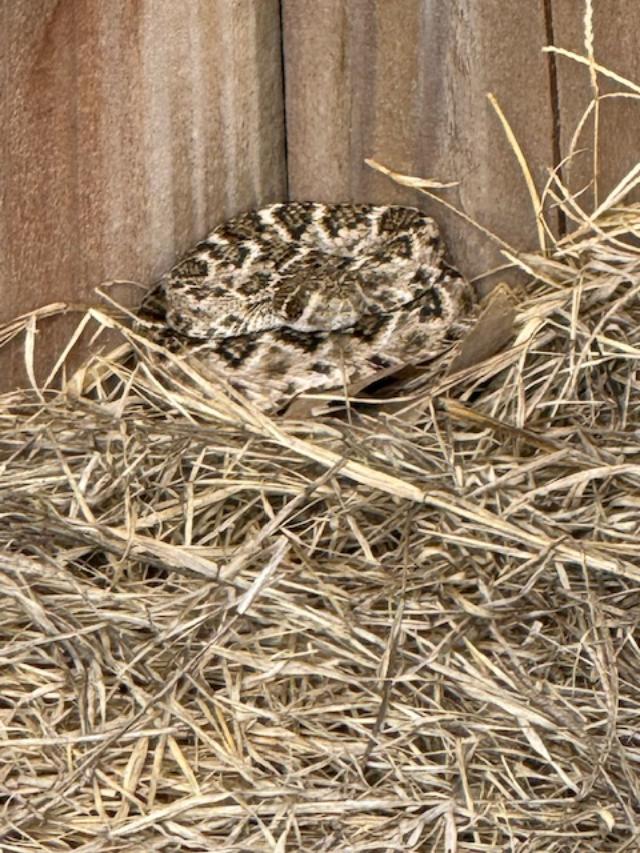 Matthew was able to snap a photo before he reached for his gun. He pulled it out too late. The snake slithered away quickly.