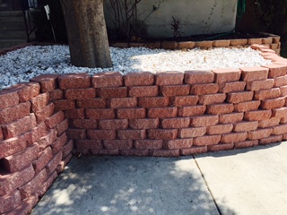 A raised bed I made out of brick in my yard in San Antonio.