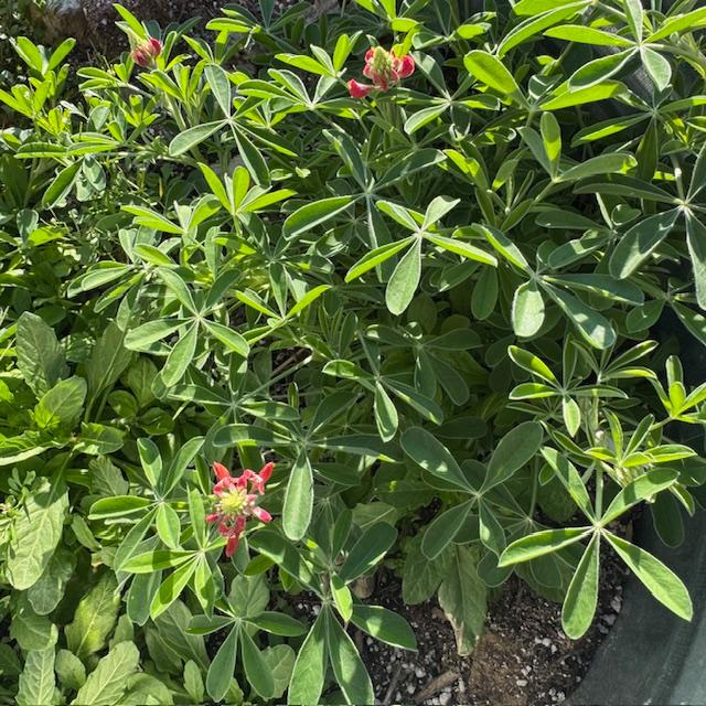 Our red bluebonnets are already flowering before the blue ones!