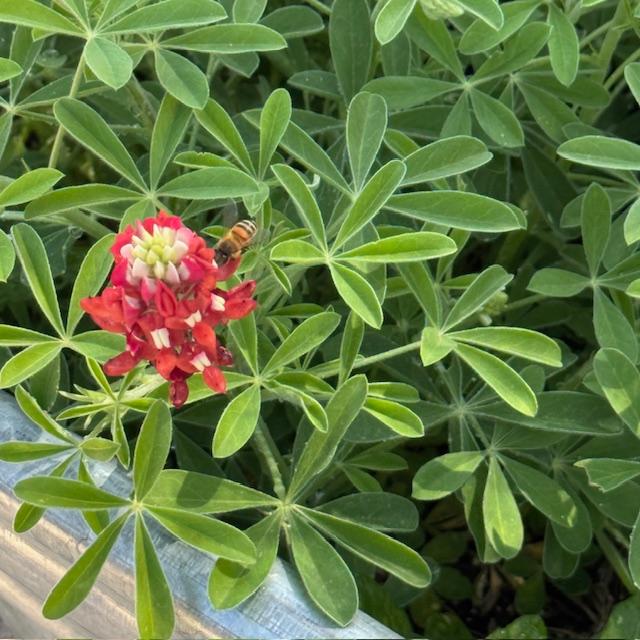One of our bees enjoying our red bluebonnets.