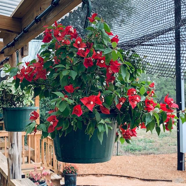 This is our pretty red bougainvillea plant hanging on the farm store porch.