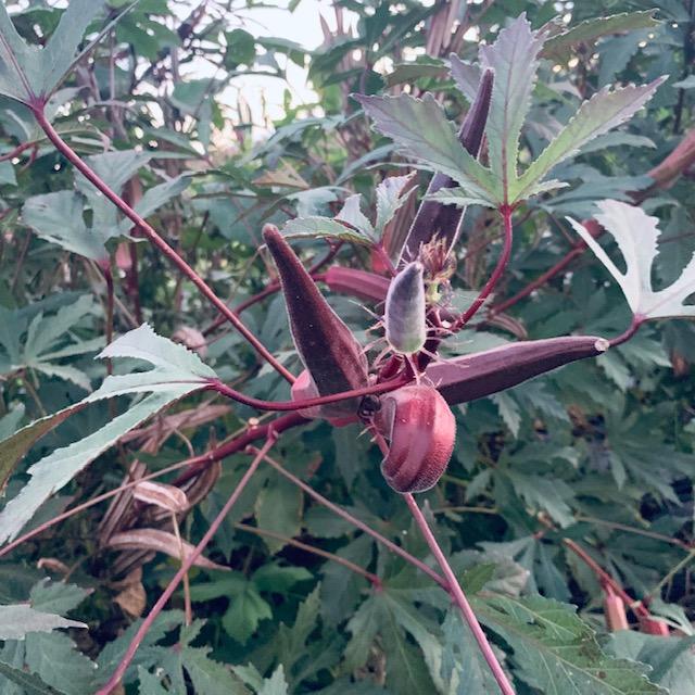 Red burgundy okra, along with all of the okra varieties, loves the heat. It is perfect for summer growing in Texas.