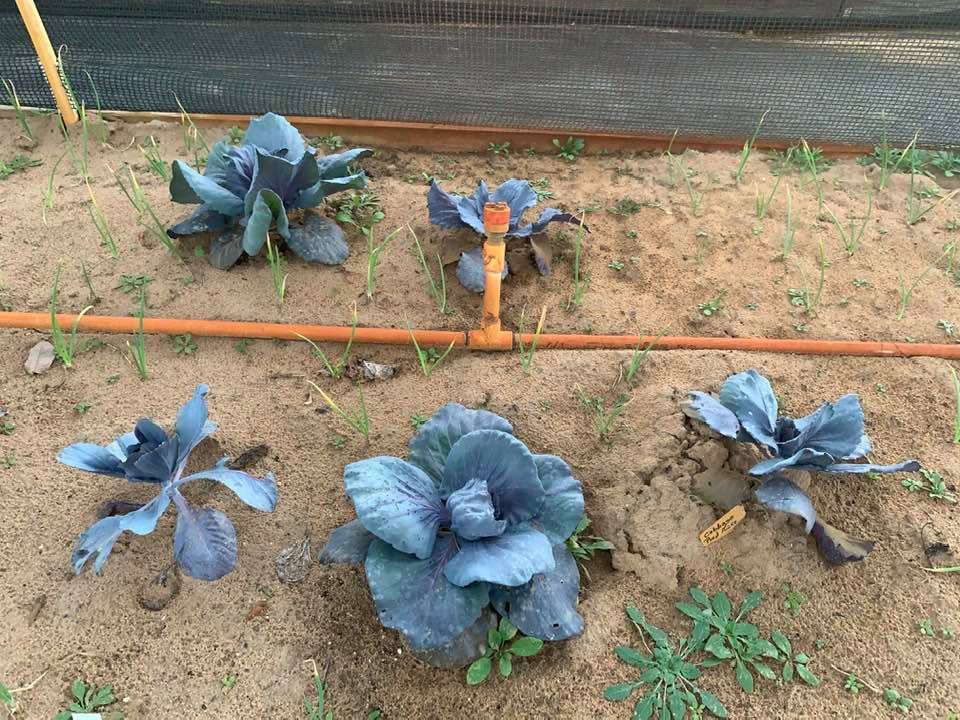 Red cabbage can be grown during the cooler months here in south central Texas so we have plenty of it in our garden. Yes, this is how we do winter on the farm.