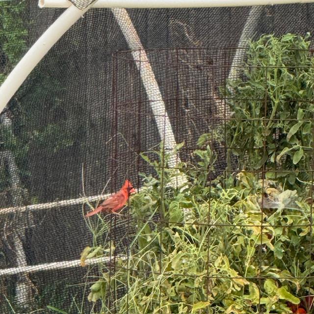 This red cardinal and his mate are frequent visitors around our farm. I seldom get the chance to get a good photo. He is inside the shade cloth here.