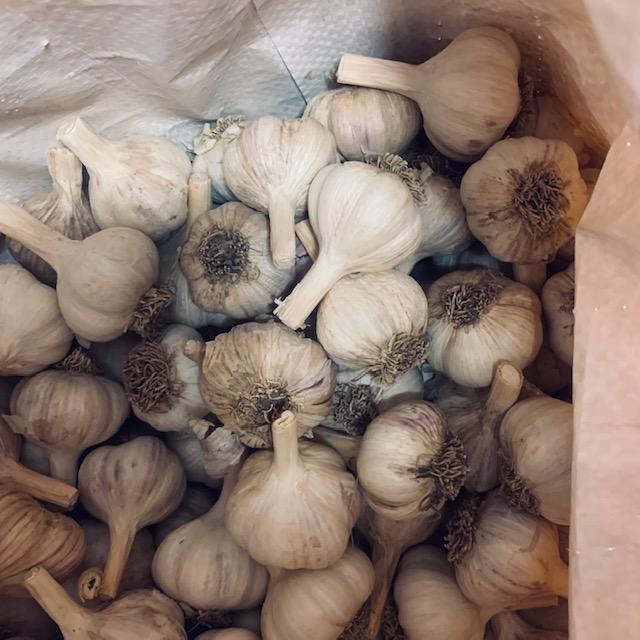 A big bag of Red German garlic bulbs. We sell them with 2 bulbs in the bag. Break each bulb down into the cloves.