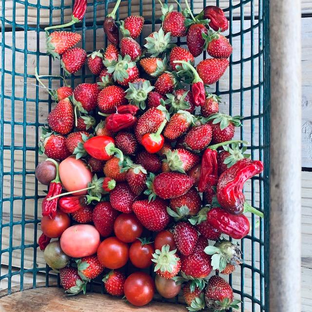 Cherry tomatoes, strawberries, and Shishito peppers are in this harvest basket. Isn't that amazing?