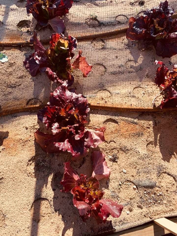 Pretty red lettuce growing in our raised beds.