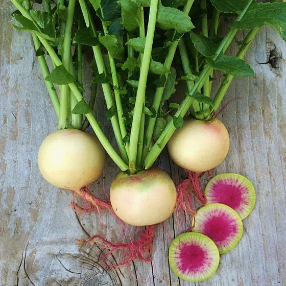 This beautiful radish is the Red Meat Watermelon radish, a customer favorite.