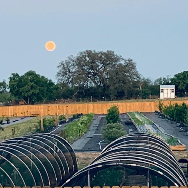 This is the red moon from May 15, 2022. It looks fake but I snapped this with my iPhone.