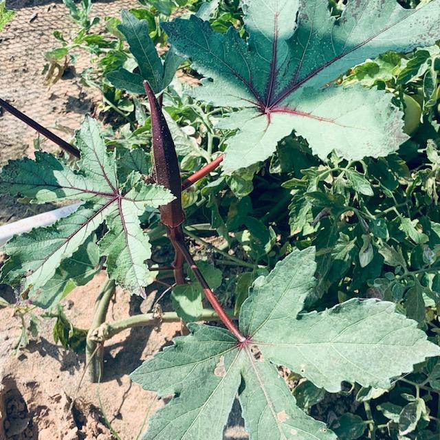 Here is how Red Burgundy Okra grows in our garden.