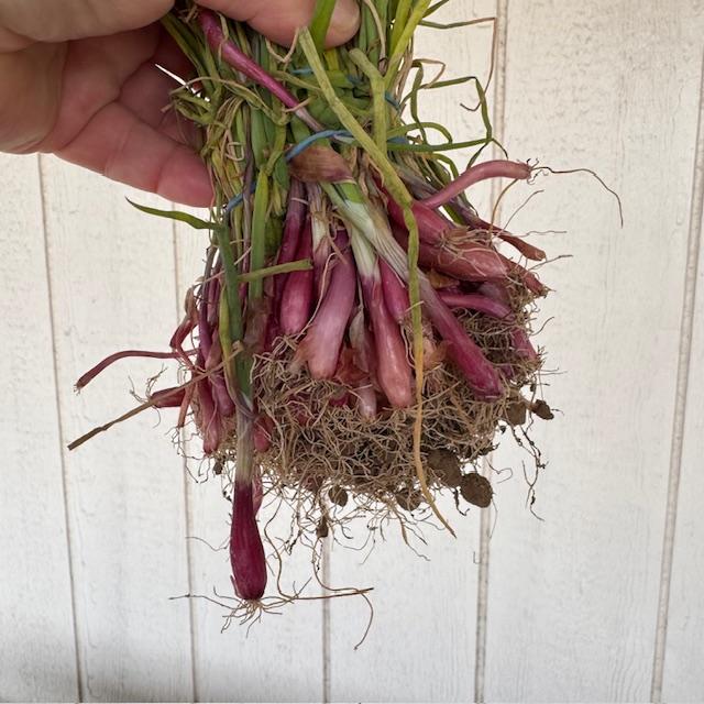 We have one red onion start variety--the Red Creole.