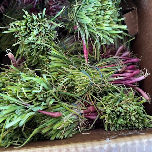 Some of our red onion starts. I am most excited about planting some of these.
