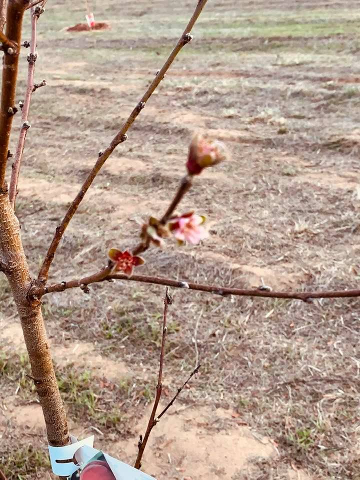 Some of my peaches have blossoms because of the pretend summer from last Sunday.
