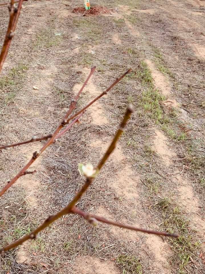 Note the white blossom on the same redskin peach tree, just on a different branch.