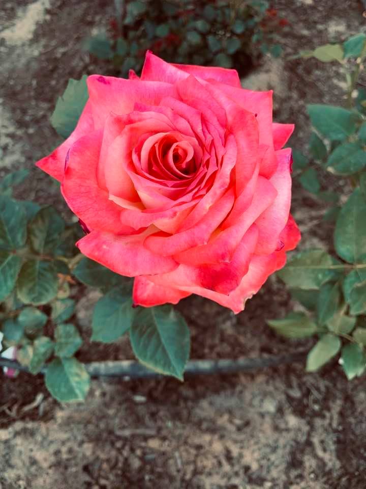 This rose is red with white on it. Beautiful but the spring weather is windy so it did not last long. This rose is red with white on it. Beautiful but the spring weather is windy so it did not last long.